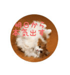 うちのちゃい君2（個別スタンプ：38）