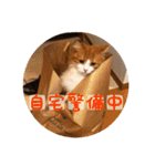 うちのちゃい君2（個別スタンプ：39）