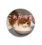 うちのちゃい君2（個別スタンプ：40）