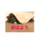 _sala_cat_（個別スタンプ：1）