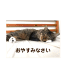 _sala_cat_（個別スタンプ：2）