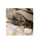 _sala_cat_（個別スタンプ：3）