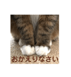 _sala_cat_（個別スタンプ：4）