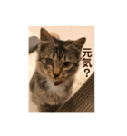 _sala_cat_（個別スタンプ：5）