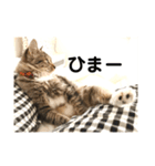 _sala_cat_（個別スタンプ：6）