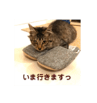 _sala_cat_（個別スタンプ：7）