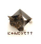 _sala_cat_（個別スタンプ：8）