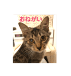 _sala_cat_（個別スタンプ：9）