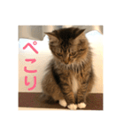 _sala_cat_（個別スタンプ：10）