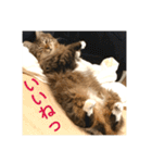 _sala_cat_（個別スタンプ：11）