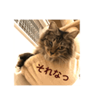 _sala_cat_（個別スタンプ：12）