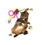 _sala_cat_（個別スタンプ：13）
