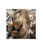 _sala_cat_（個別スタンプ：16）