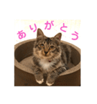 _sala_cat_（個別スタンプ：17）