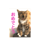 _sala_cat_（個別スタンプ：18）