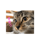 _sala_cat_（個別スタンプ：19）