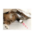 _sala_cat_（個別スタンプ：20）