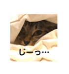 _sala_cat_（個別スタンプ：21）