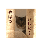 _sala_cat_（個別スタンプ：22）