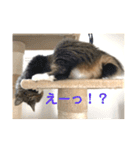 _sala_cat_（個別スタンプ：23）