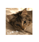 _sala_cat_（個別スタンプ：24）