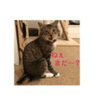 _sala_cat_（個別スタンプ：25）