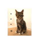 _sala_cat_（個別スタンプ：26）