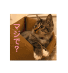 _sala_cat_（個別スタンプ：27）