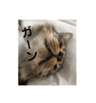 _sala_cat_（個別スタンプ：28）