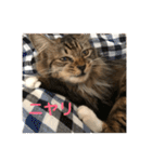 _sala_cat_（個別スタンプ：29）