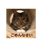 _sala_cat_（個別スタンプ：30）