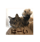 _sala_cat_（個別スタンプ：31）