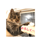_sala_cat_（個別スタンプ：32）
