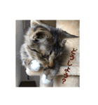 _sala_cat_（個別スタンプ：33）