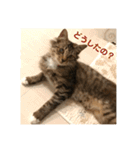 _sala_cat_（個別スタンプ：34）