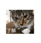 _sala_cat_（個別スタンプ：35）