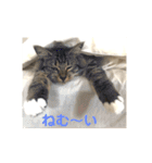 _sala_cat_（個別スタンプ：37）