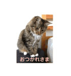 _sala_cat_（個別スタンプ：38）