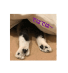 _sala_cat_（個別スタンプ：39）