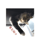 _sala_cat_（個別スタンプ：40）