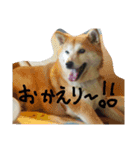 我が家の華（個別スタンプ：1）