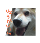 我が家の華（個別スタンプ：4）