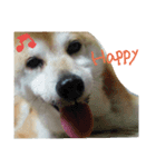 我が家の華（個別スタンプ：5）