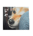 我が家の華（個別スタンプ：7）