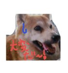 我が家の華（個別スタンプ：8）