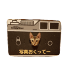 ベンガルLeonちゃん1（個別スタンプ：1）