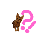 ベンガルLeonちゃん1（個別スタンプ：3）