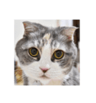 猫のひめちゃん/スコティッシュフォールド（個別スタンプ：1）