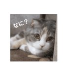 猫のひめちゃん/スコティッシュフォールド（個別スタンプ：2）