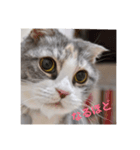 猫のひめちゃん/スコティッシュフォールド（個別スタンプ：3）